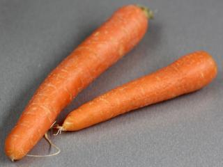 carrot